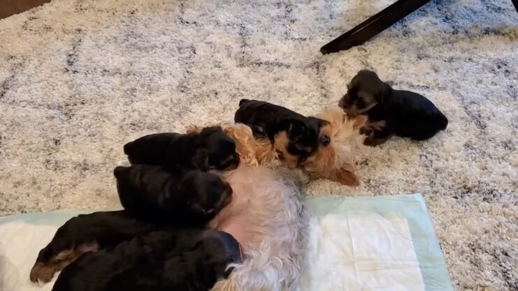 How Many Pups Does a Yorkie Have? The Truth About Yorkie Litters - Oh ...