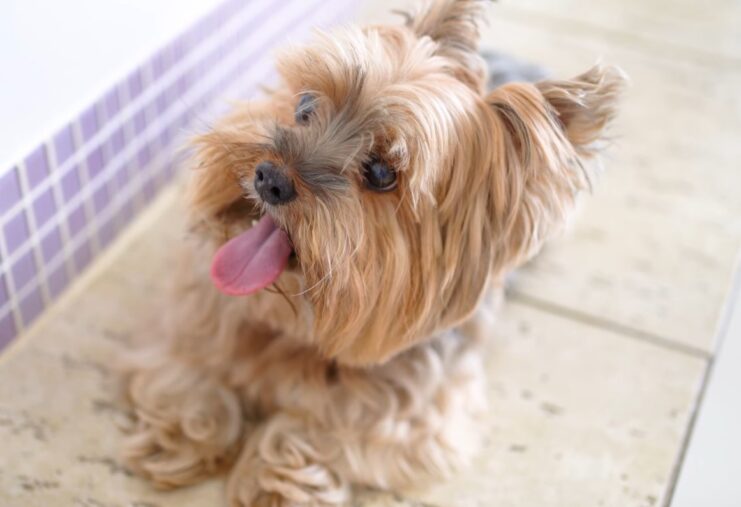 Best Yorkie Breeders In Ontario 2024 Our Recommend Oh Mi Dog   Yorkie Breeders 