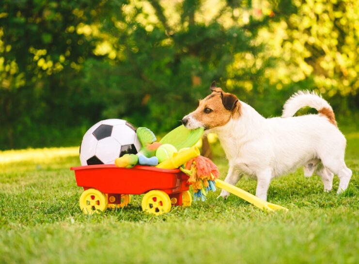 From Fetch to Chew: The Versatility of Dog Toys and Their Benefits for ...